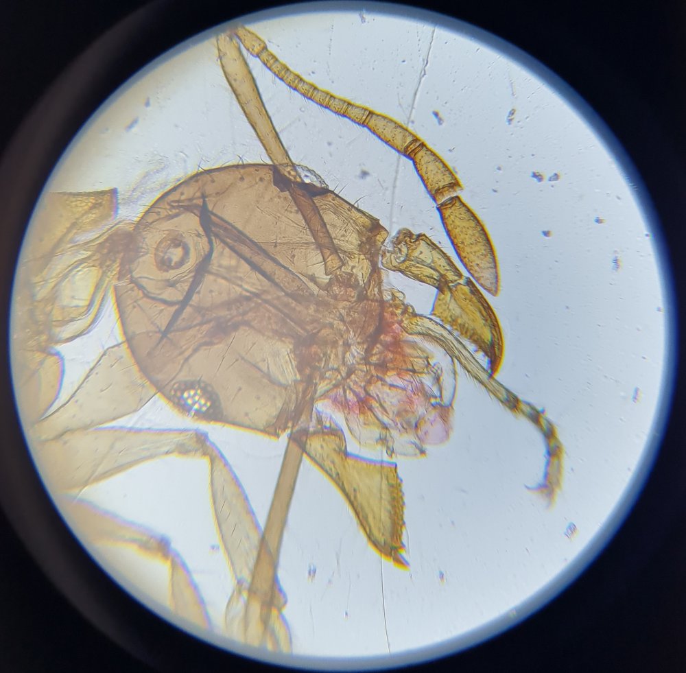 Mravec-pod-mikroskopom-zvacsenie-200x