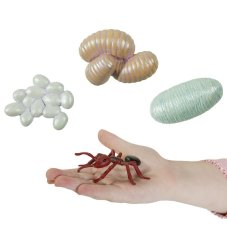 Mravec metamorfoza