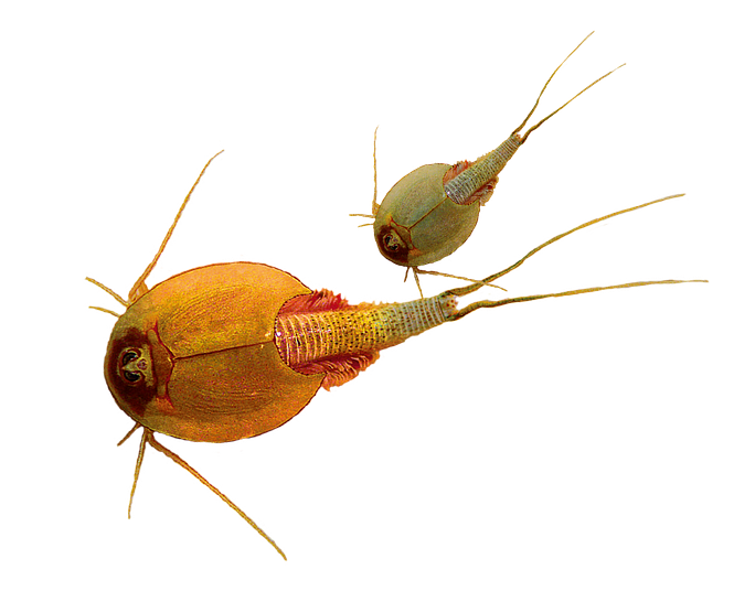 Triops World - prehistorický život