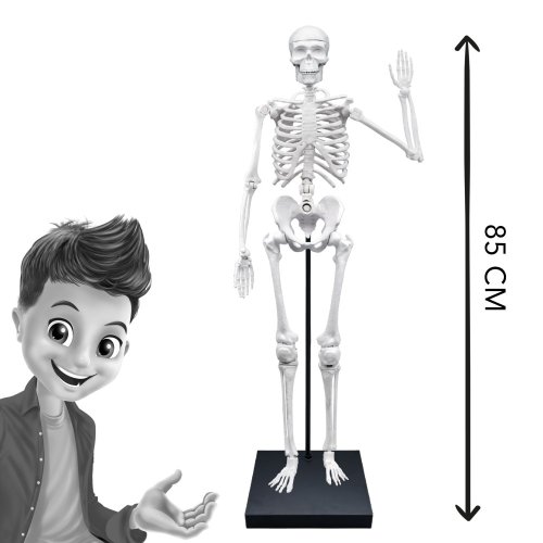 Ľudská kostra - 85cm model ľudskej kostry Ľudská kostra - 85cm model ľudskej kostry