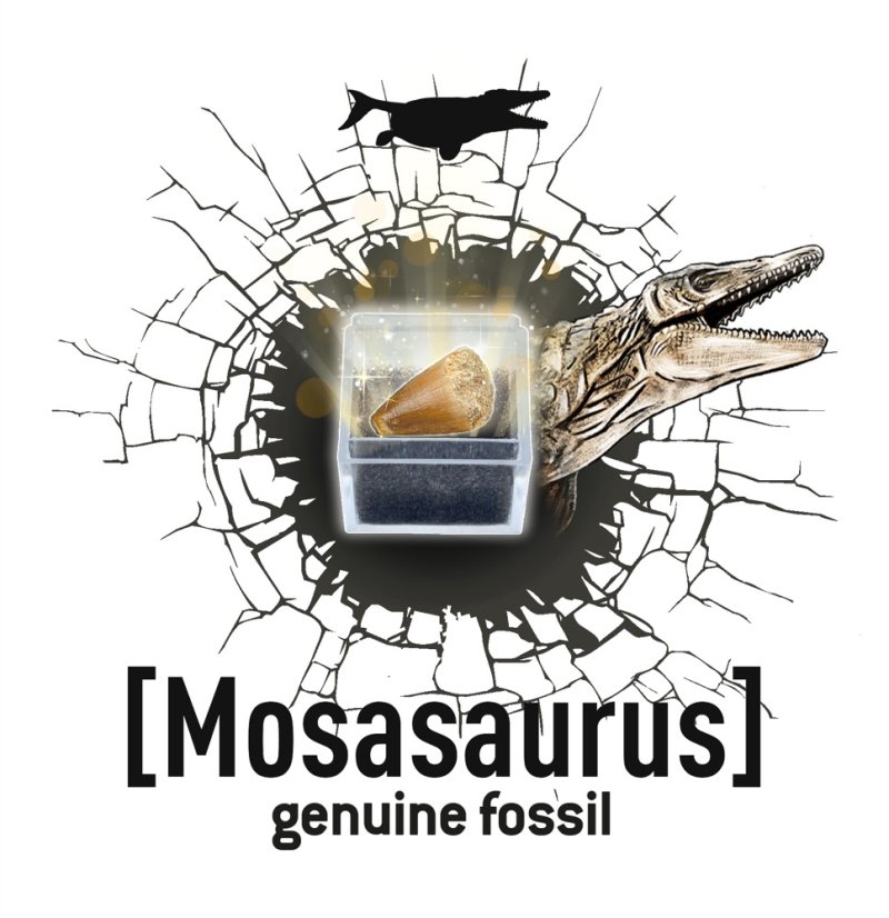 Dinodig vykopávka a kostra Tyranosaurus