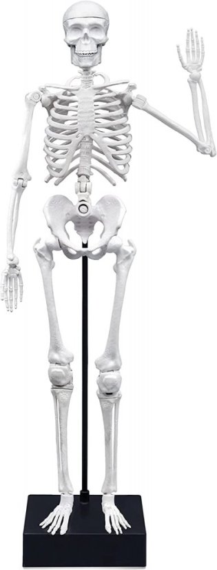 Lidská kostra 45cm - edukační hračka