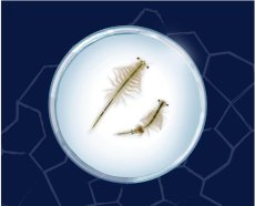 Mořské příšerky - žábronožka