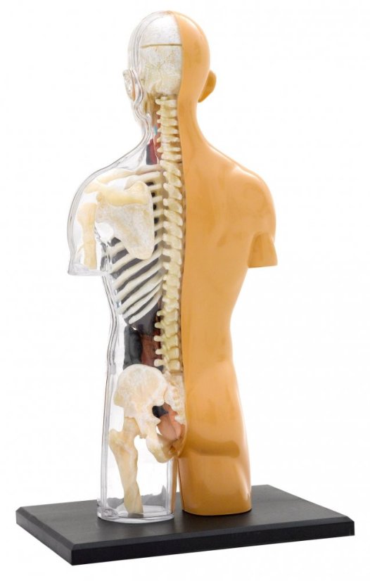 Anatomický model ľudského tela