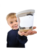 Motylia zahrada - Motylia farma Nadobka s Husenickami