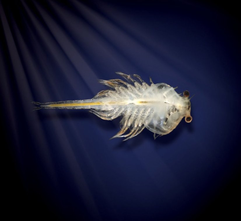 Vodní dráčci v akváriu s indikátorem teploty vody