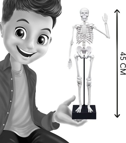 Ľudská kostra 45cm - edukačná hračka