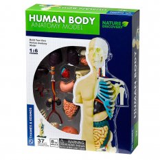 Anatomický model ľudského tela