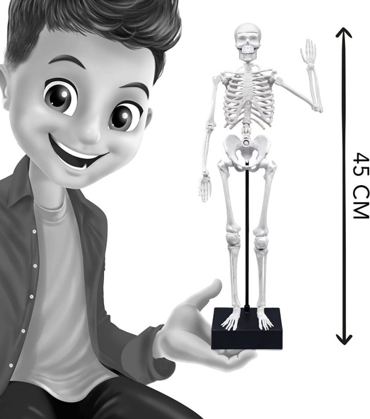 Lidská kostra 45cm - edukační hračka