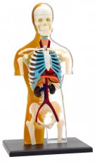 Anatomický model ľudského tela - detail
