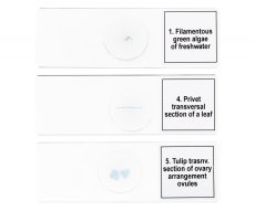 Mikroskopické preparáty Discovery Biologie