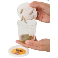 Motylia zahrada kukly v nadobke