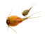 Triops World - prehistorický život
