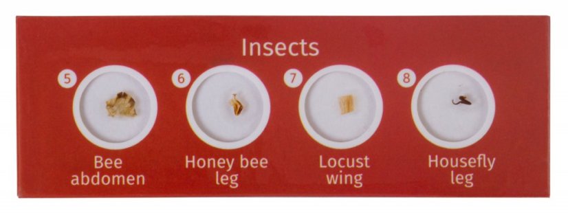 Preparáty pod mikroskop - rostliny a živočichy CP24