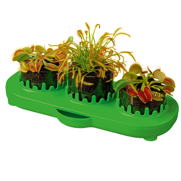 Masožravé rostliny - miniskleník pro děti