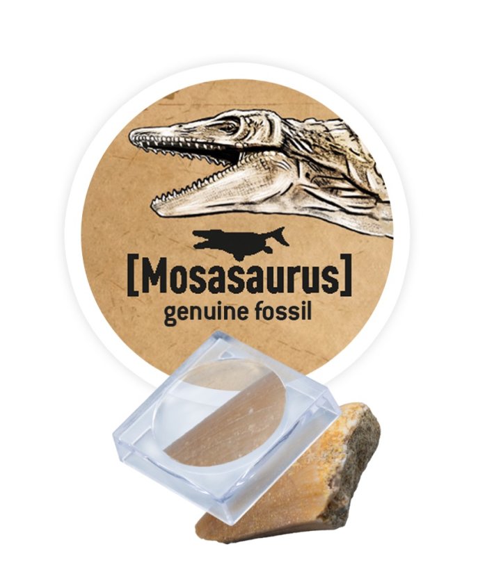 Dinodig vykopávka a kostra Tyranosaurus