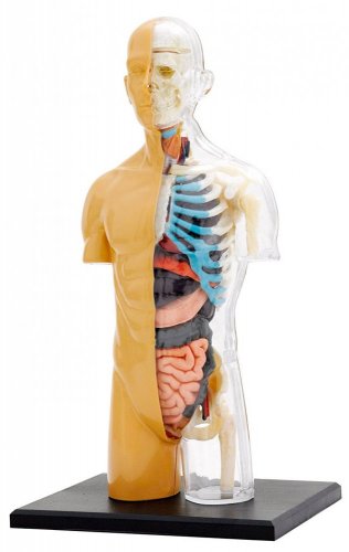 Anatomický model ľudského tela