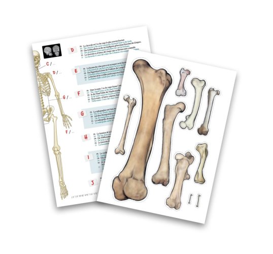 Ľudská kostra - 85cm model ľudskej kostry Ľudská kostra - 85cm model ľudskej kostry