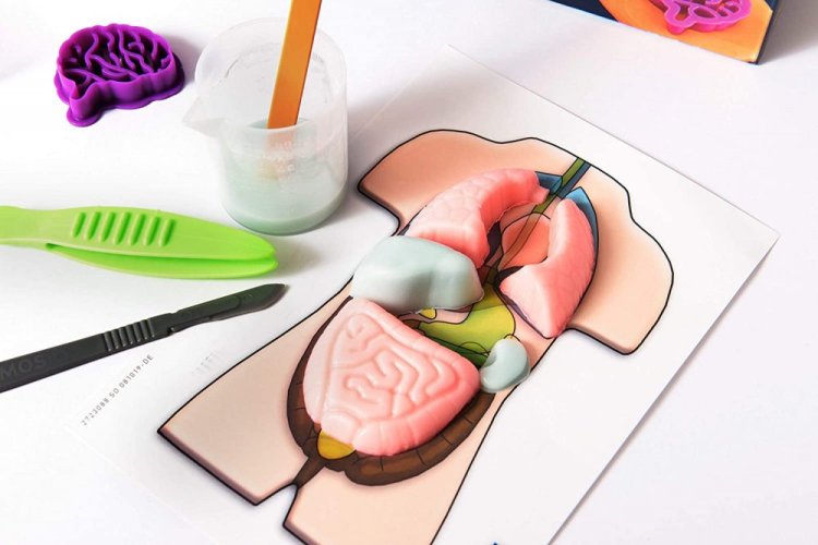 Ľudské telo - Mäkké orgány - Anatómia pre deti