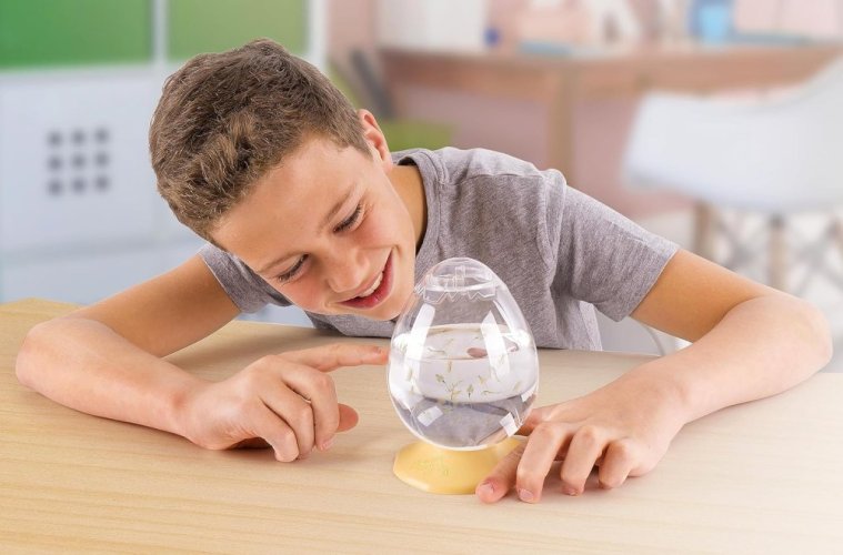 Vodní dráčci žábronožka solná - EggSpress
