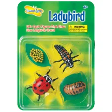 Životný cyklus lienky