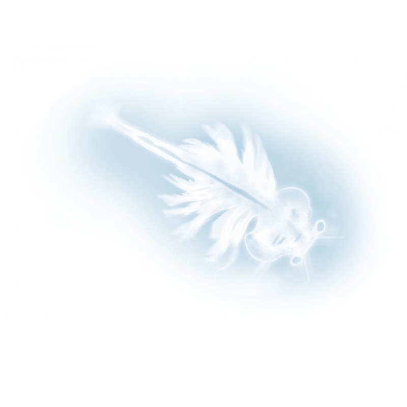 Žiabronôžka soľná