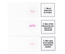 Mikroskopické preparáty Discovery Mutace