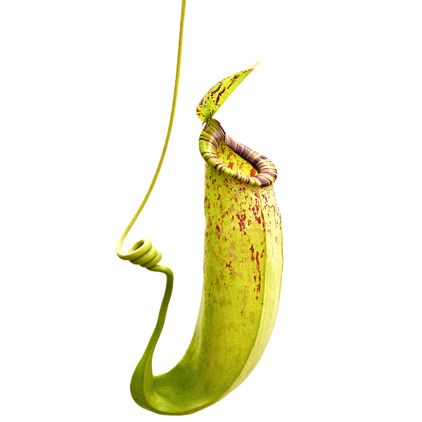 Masožravé rostliny - miniskleník pro děti