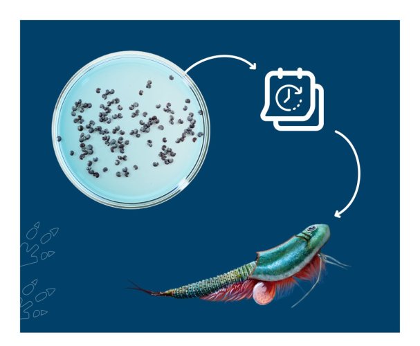 Triops World - prehistorický život