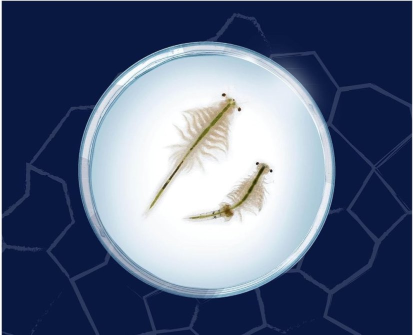 Mořské příšerky - žábronožka