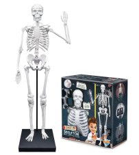 Ľudská kostra - 85cm model ľudskej kostry