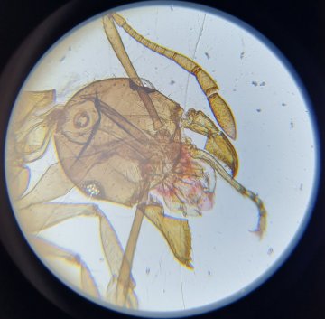 Mravec-pod-mikroskopom