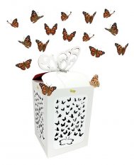 Svadobne motyle - vypustanie motylov na svadbe a oslave