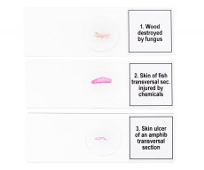 Mikroskopické preparáty Discovery Mutace