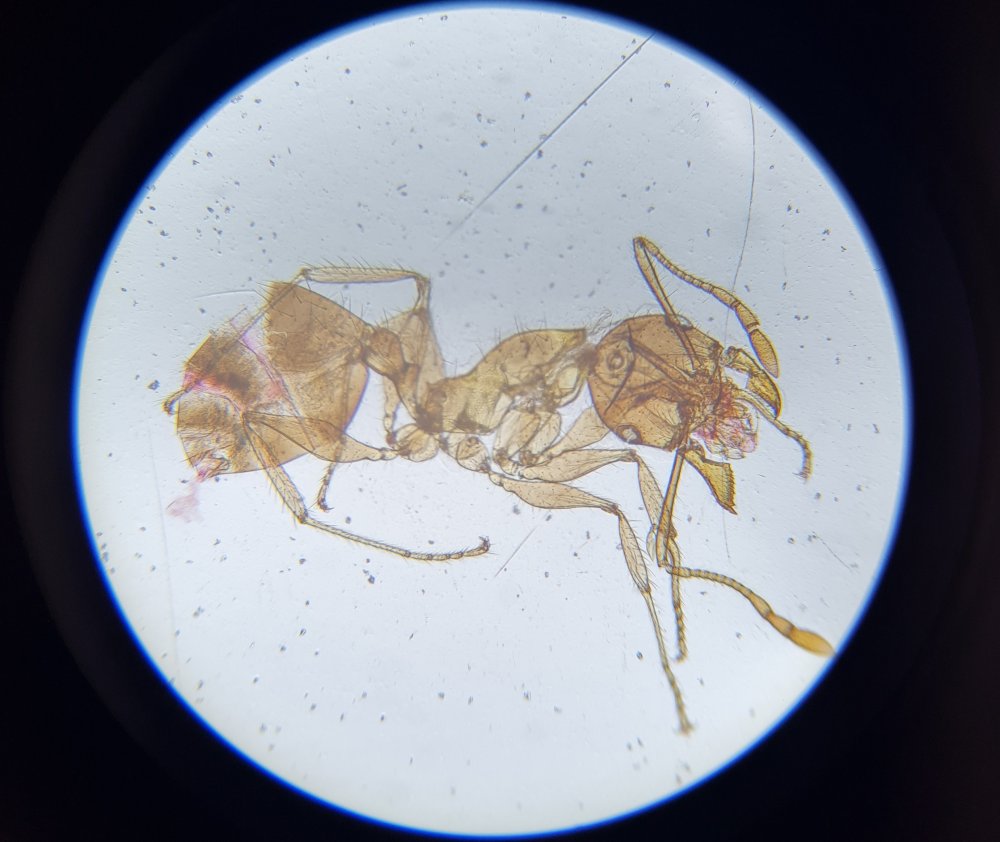 Mravec-pod-mikroskopom-zvacsenie-40x